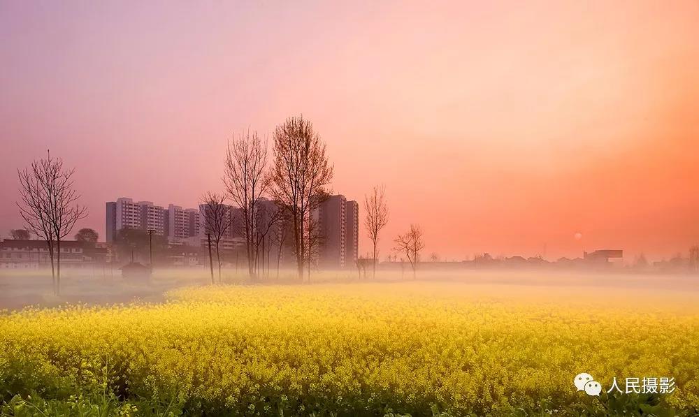 晨曦中的油菜花