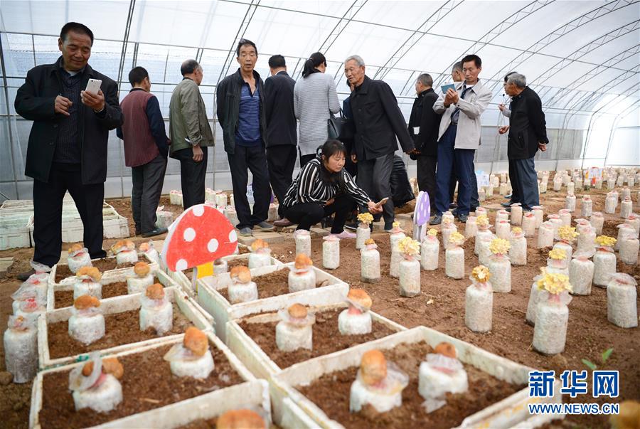 沙溪村村民在陜西楊凌天和生物科技公司生產(chǎn)基地內(nèi)參觀