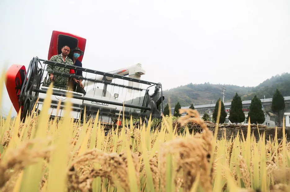 安康石泉引入江南水稻 群眾種植增收助脫貧